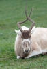 Addax