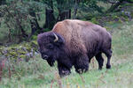 Amerikanischer Bison