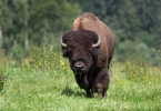 Amerikanischer Bison