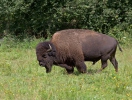 Amerikanischer Bison