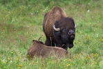 Amerikanischer Bison