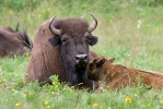 Amerikanischer Bison