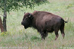 Amerikanischer Bison