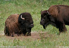 Amerikanischer Bison