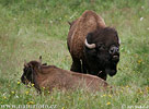 Amerikanischer Bison