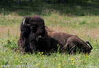 Amerikanischer Bison