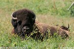 Amerikanischer Bison