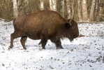 Amerikanischer Bison