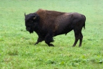 Amerikanischer Bison