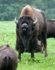 Amerikanischer Bison