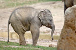 Asiatische Elefant