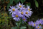 Berg-Aster