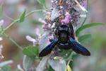 Blaue Holzbiene