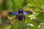 Blaue Holzbiene