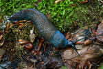 Blaue Nacktschnecke