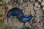 Blaue Nacktschnecke