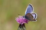 Blauer Schmetterling