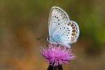 Blauer Schmetterling