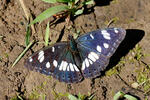 Blauschwarzer Eisvogel