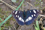 Blauschwarzer Eisvogel