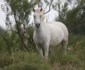 Camargue-Pferd
