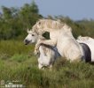 Camargue-Pferde