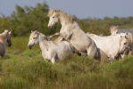 Camargue-Pferde