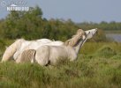 Camargue-Pferde