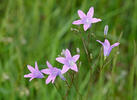 Die Wiesen-Glockenblume