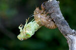 die Zicade Hecke