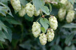 Echter Hopfen