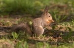 Eichhörnchen