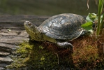 Europaische Sumpfschildkrote