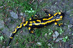 Feuersalamander