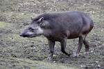 Flachlandtapir