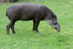 Flachlandtapir