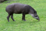 Flachlandtapir