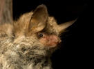 Fransenfledermaus