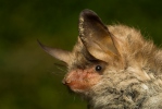 Fransenfledermaus