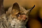 Fransenfledermaus