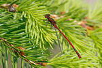Frühe Adonislibelle