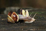 Garten Bänderschnecke