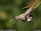 Garten Bänderschnecke