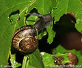 Gefleckte Zirkelschnecke