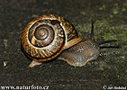 Gefleckte Zirkelschnecke