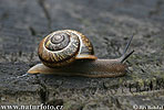 Gefleckte Zirkelschnecke