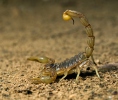 Gelber Skorpion