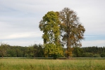 Gemeine Rosskastanie