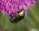 Gemeiner Rosenkäfer