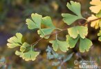 Ginkgobaum